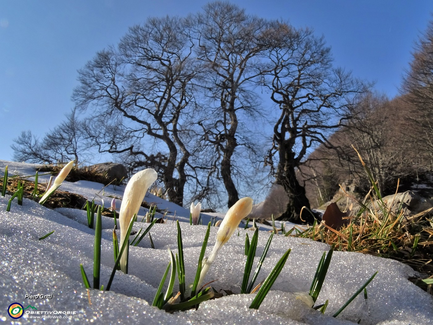 59 Crocus vernus ai Tre Faggi si fanno spazio tra la neve.JPG